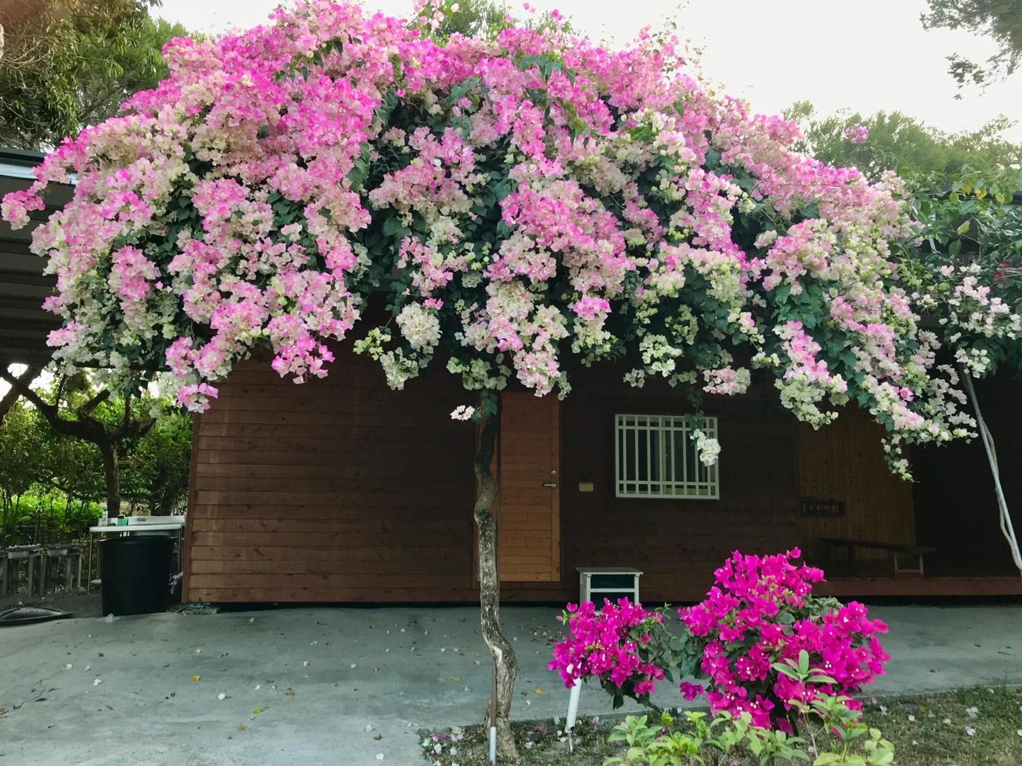 嘉義竹崎白樹腳驛棧萬坪生態包棟烤肉親子民宿 Fujin Exterior foto